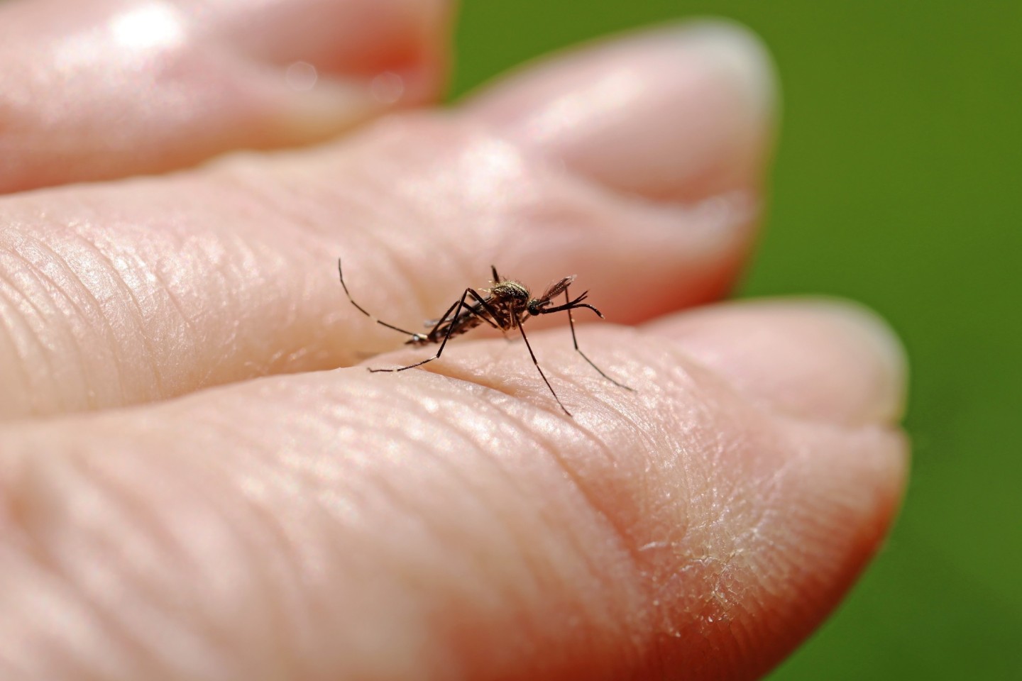 AOK warnt vor möglichen Folgen bei Insektenstichen