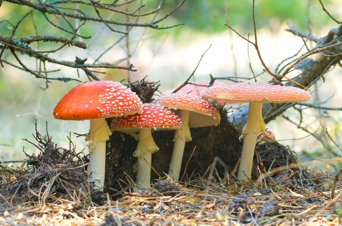 BU 1: Auch im Kreis Höxter gibt es sehr viele giftige Pilze, die den essbaren Exemplaren ähneln. Die Unterscheidung ist für unerfahrene Pilzsuchende nicht immer einfach. Foto: AOK/Colourbox/hfr.