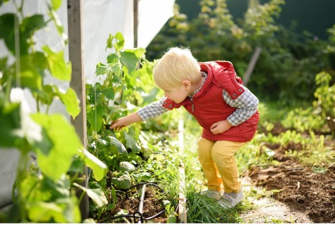 PM der AOK: Vorsicht vor giftigen Pflanzen im heimischen Garten