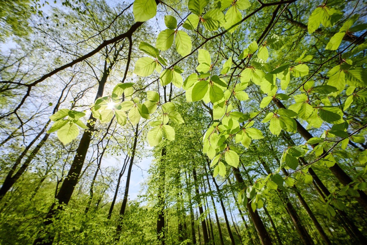 An heißen Sommertagen bietet der Wald erholsame Kühlung (Bild: Wald und Holz NRW / Marcus Wildelau). 