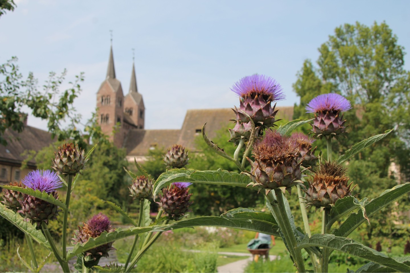 Huxarium_August_Remter_Lilien_Weg: Eine Augenweide ist der hochsommerliche Remtergarten am Schloss Corvey. Neben den letzten Lilien blühen dort zahllose Dahlien und auch die Gemüsebeete bieten ein üpp