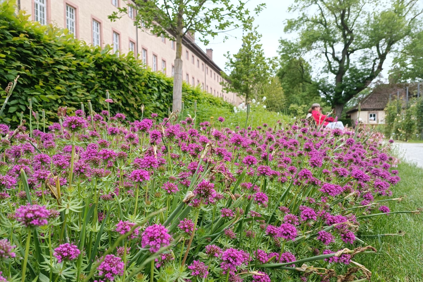 Remtergarten_Rosenwaldmeister_Schloss_quer: Ein wahrer Dauerblüher und eine prima Insektenweide: Der Rosenwaldmeister blüht im Huxarium zu Füßen der mittelalterlichen Stadtmauer, aber auch im Remterga