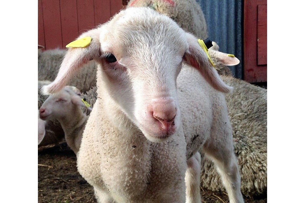 Foto mit Lamm:  Süßer Nachwuchs: Die Lämmer wachsen auf der Carlow Farm in Irland ganz natürlich in ihrer Herde auf. Foto: ©privat Carlow Farmhouse 