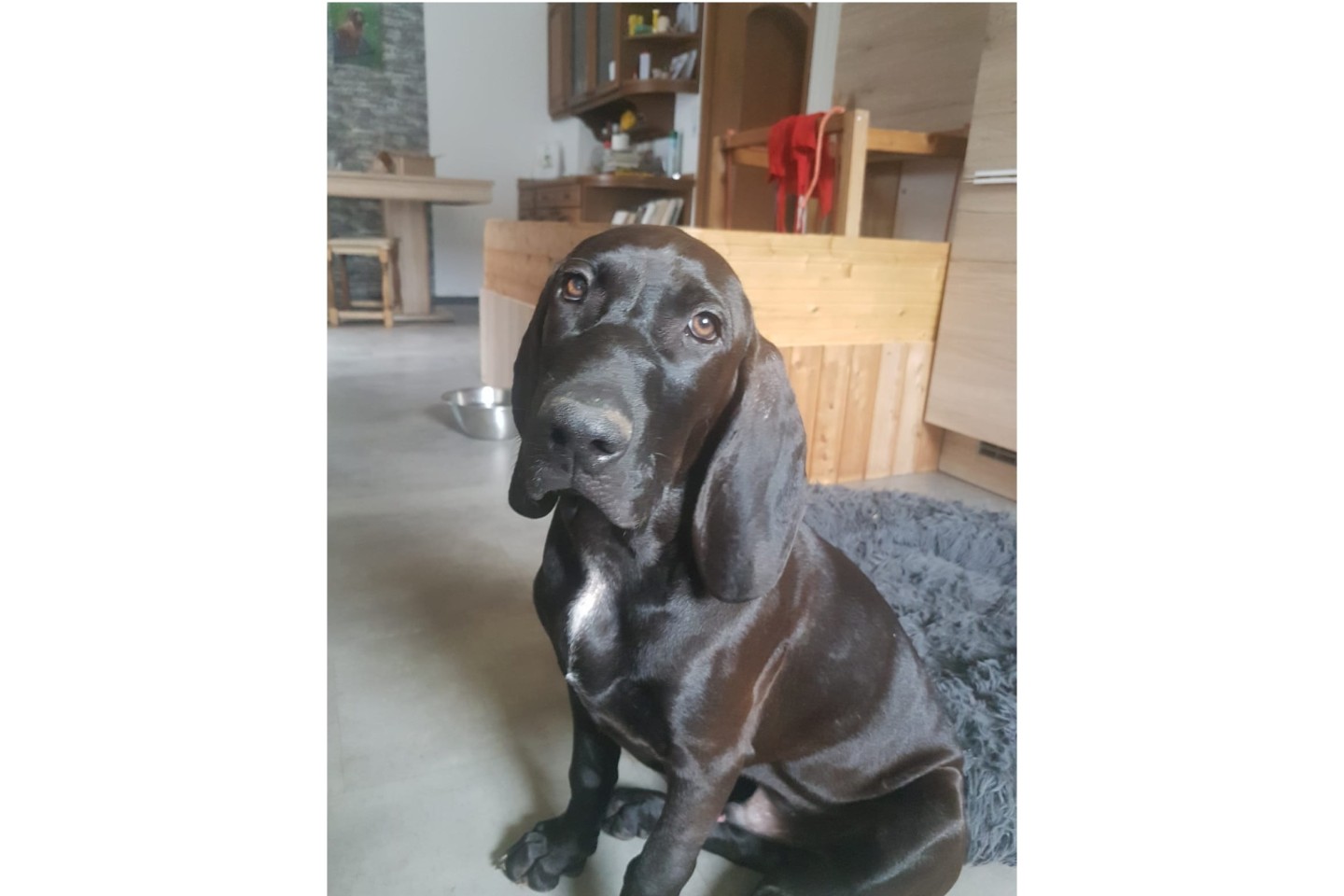 Eik ist ein 17 Wochen Alter Hannoverischer, Weimaraner Visslar Mix. Er ist fast stubenrein, sehr gelehrig, aber auch sehr liebebedürftig. Man kann ihn jagdlich führen was aber nicht zwingend erforderl